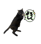 保護猫出身くろねこジジさんスタンプ（個別スタンプ：16）