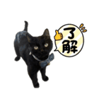 保護猫出身くろねこジジさんスタンプ（個別スタンプ：17）