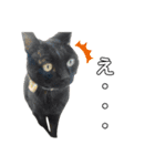 保護猫出身くろねこジジさんスタンプ（個別スタンプ：18）