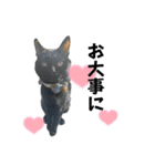 保護猫出身くろねこジジさんスタンプ（個別スタンプ：22）