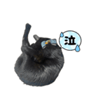 保護猫出身くろねこジジさんスタンプ（個別スタンプ：23）