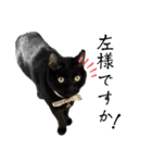 保護猫出身くろねこジジさんスタンプ（個別スタンプ：24）