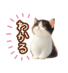黒白ハチワレねこスタンプ（個別スタンプ：11）