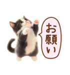 黒白ハチワレねこスタンプ（個別スタンプ：18）