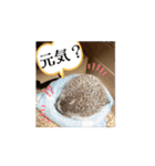 【日常会話】動く！ラグドール＆ハリネズミ（個別スタンプ：1）
