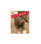 【日常会話】動く！ラグドール＆ハリネズミ（個別スタンプ：2）