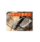 【日常会話】動く！ラグドール＆ハリネズミ（個別スタンプ：4）