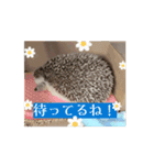 【日常会話】動く！ラグドール＆ハリネズミ（個別スタンプ：6）