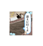 【日常会話】動く！ラグドール＆ハリネズミ（個別スタンプ：9）