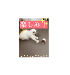 【日常会話】動く！ラグドール＆ハリネズミ（個別スタンプ：11）