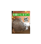 【日常会話】動く！ラグドール＆ハリネズミ（個別スタンプ：13）
