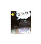 【日常会話】動く！ラグドール＆ハリネズミ（個別スタンプ：14）