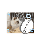 【日常会話】動く！ラグドール＆ハリネズミ（個別スタンプ：16）
