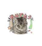 しろねこミータと妹たち（個別スタンプ：2）