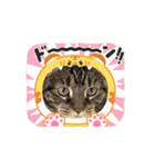 しろねこミータと妹たち（個別スタンプ：5）