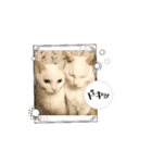 しろねこミータと妹たち（個別スタンプ：6）