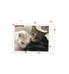 しろねこミータと妹たち（個別スタンプ：8）