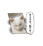 しろねこミータと妹たち（個別スタンプ：10）