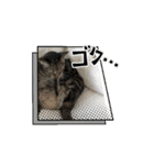 しろねこミータと妹たち（個別スタンプ：11）