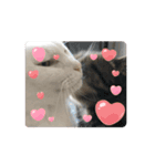 しろねこミータと妹たち（個別スタンプ：14）