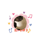 しろねこミータと妹たち（個別スタンプ：16）
