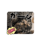 しまファミリー♡（個別スタンプ：6）
