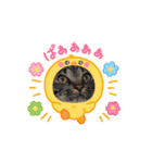 しまファミリー♡（個別スタンプ：9）