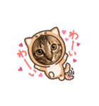 しまファミリー♡（個別スタンプ：13）