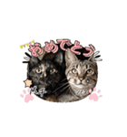 しまファミリー♡（個別スタンプ：14）