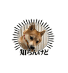 柴犬のりき2（個別スタンプ：1）