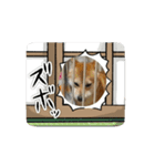 柴犬のりき2（個別スタンプ：2）