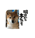 柴犬のりき2（個別スタンプ：3）