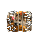 柴犬のりき2（個別スタンプ：4）