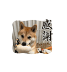 柴犬のりき2（個別スタンプ：5）