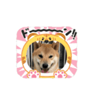 柴犬のりき2（個別スタンプ：7）