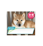 柴犬のりき2（個別スタンプ：8）