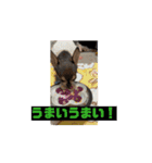 チワワたち！2（個別スタンプ：2）