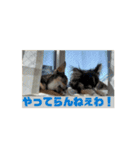 チワワたち！2（個別スタンプ：3）