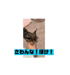 チワワたち！2（個別スタンプ：4）