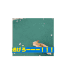 チワワたち！2（個別スタンプ：5）