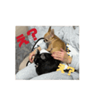 チワワたち！2（個別スタンプ：6）