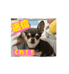 チワワたち！2（個別スタンプ：7）
