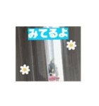 チワワたち！2（個別スタンプ：8）