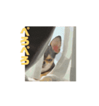 チワワたち！2（個別スタンプ：9）