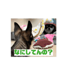 チワワたち！2（個別スタンプ：11）