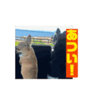 チワワたち！2（個別スタンプ：12）