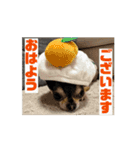 チワワたち！2（個別スタンプ：13）