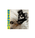 チワワたち！2（個別スタンプ：14）