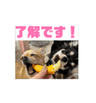 チワワたち！2（個別スタンプ：15）