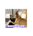 チワワたち！2（個別スタンプ：16）